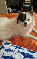 Bijou, a female Pomeranian for sale in Stockton, CA – 7 of 9