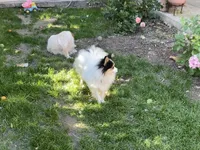 Honey bunny, a male Pomeranian for sale in Stockton, CA – Photo 3 of 10