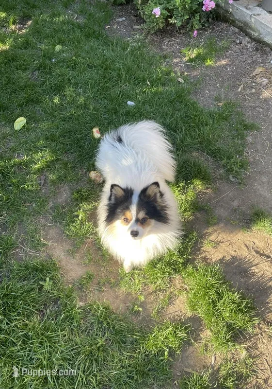 Honey bunny, a male Pomeranian for sale in Stockton, CA – Photo 1 of 10