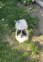 Honey bunny, a male Pomeranian for sale in Stockton, CA – Photo 1 of 10