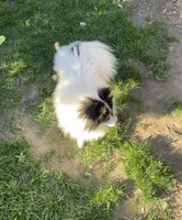 Honey bunny, a male Pomeranian for sale in Stockton, CA – Photo 8 of 10