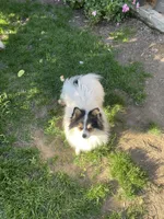 Honey bunny, a male Pomeranian for sale in Stockton, CA – Photo 7 of 10