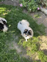 Honey bunny, a male Pomeranian for sale in Stockton, CA – Photo 5 of 10