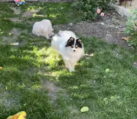 Honey bunny, a male Pomeranian for sale in Stockton, CA – Photo 10 of 10