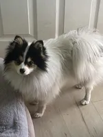 Honey bunny, a male Pomeranian for sale in Stockton, CA – Photo 4 of 10