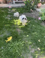 Honey bunny, a male Pomeranian for sale in Stockton, CA – Photo 9 of 10