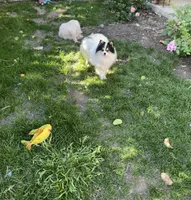 Honey bunny, a male Pomeranian for sale in Stockton, CA – Photo 2 of 10