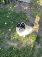 Honey bunny, a male Pomeranian for sale in Stockton, CA – Photo 6 of 10