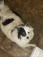 Bijou, a female Pomeranian for sale in Stockton, CA – 6 of 9