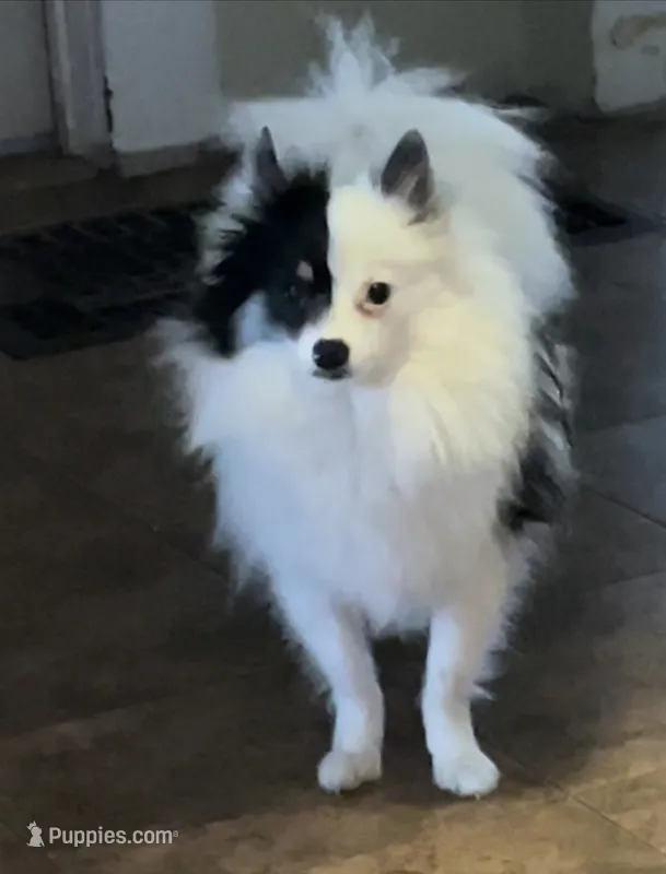 Bijou – Pomeranian puppy for sale in Stockton, CA