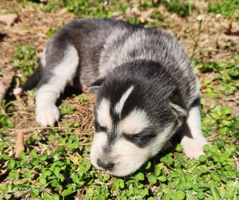 Lancer, a male Siberian Husky for sale in Goochland, VA – Photo 1 of 4