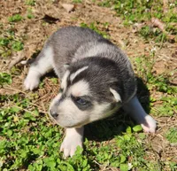 Lancer, a male Siberian Husky for sale in Goochland, VA – Photo 3 of 4