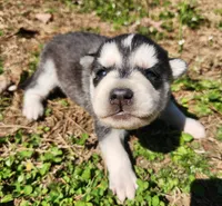 Lancer, a male Siberian Husky for sale in Goochland, VA – Photo 2 of 4