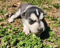 Lancer, a male Siberian Husky for sale in Goochland, VA – Photo 4 of 4