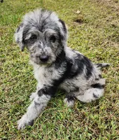 Dottie, a female Labradoodle for sale in Goochland, VA – Photo 9 of 10