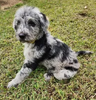 Dottie, a female Labradoodle for sale in Goochland, VA – Photo 8 of 10