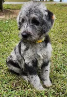 Dottie, a female Labradoodle for sale in Goochland, VA – Photo 2 of 10