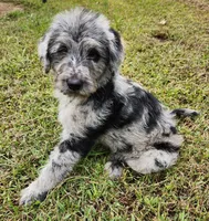 Dottie, a female Labradoodle for sale in Goochland, VA – Photo 1 of 10