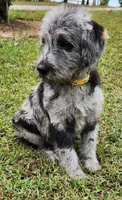 Dottie, a female Labradoodle for sale in Goochland, VA – Photo 3 of 10