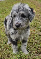 Dottie, a female Labradoodle for sale in Goochland, VA – Photo 7 of 10