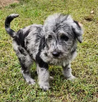 Dottie, a female Labradoodle for sale in Goochland, VA – Photo 4 of 10
