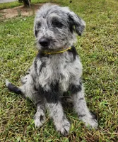Dottie, a female Labradoodle for sale in Goochland, VA – Photo 10 of 10