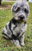 Dottie, a female Labradoodle for sale in Goochland, VA – Photo 5 of 10