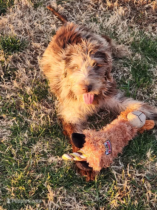 Cookie, a female Labradoodle for sale in Goochland, VA – Photo 1 of 6