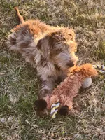 Cookie, a female Labradoodle for sale in Goochland, VA – Photo 3 of 6