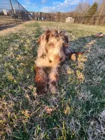 Cookie, a female Labradoodle for sale in Goochland, VA – Photo 4 of 6