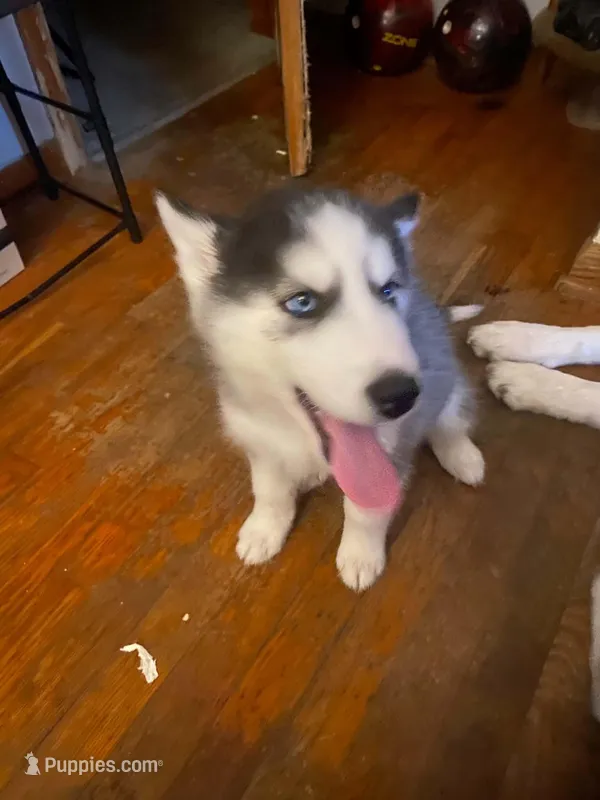 Charolette – Siberian Husky puppy for sale in Anderson, IN