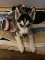 Dozer, a male Siberian Husky for sale in Anderson, IN – Photo 2 of 2