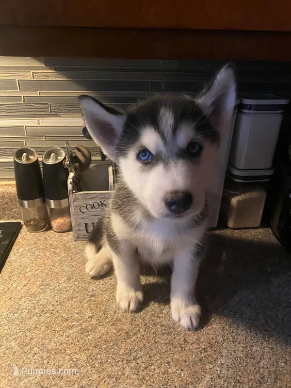Dozer – Siberian Husky puppy for sale in Anderson, IN