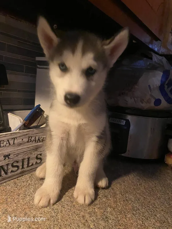 Bandit – Siberian Husky puppy for sale in Anderson, IN