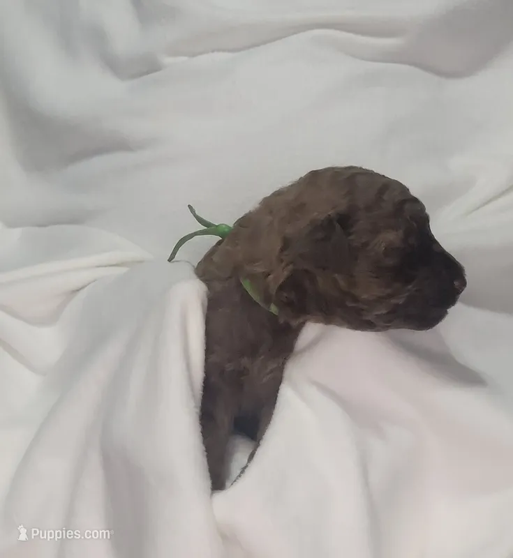 Kenya – Goldendoodle puppy for sale in Lithonia, GA