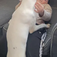 Sully, a male Boxer for sale in West Brookfield, MA – Photo 4 of 8