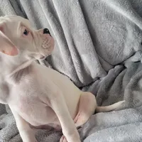 Sully, a male Boxer for sale in West Brookfield, MA – Photo 7 of 8