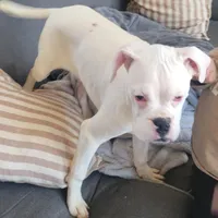 Sully, a male Boxer for sale in West Brookfield, MA – Photo 1 of 8