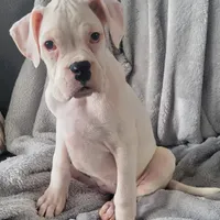 Sully, a male Boxer for sale in West Brookfield, MA – Photo 5 of 8