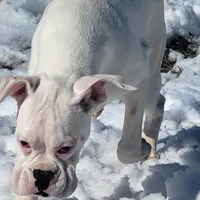 Sully, a male Boxer for sale in West Brookfield, MA – Photo 2 of 8