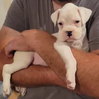 Sully, a male Boxer for sale in West Brookfield, MA – Photo 6 of 8