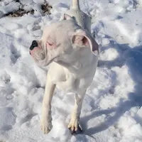Sully, a male Boxer for sale in West Brookfield, MA – Photo 3 of 8