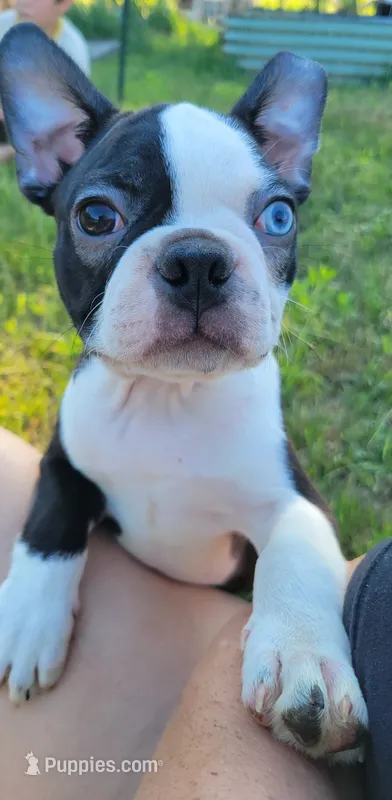 Morris – Boston Terrier puppy for sale in West Brookfield, MA