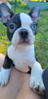 Morris, a male Boston Terrier for sale in West Brookfield, MA – 1 of 5