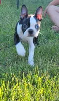 Morris, a male Boston Terrier for sale in West Brookfield, MA – 5 of 5