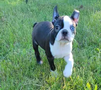 Morris, a male Boston Terrier for sale in West Brookfield, MA – 2 of 5