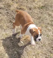 Maleficent , a female Boxer for sale in West Brookfield, MA – Photo 2 of 4
