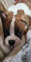 Maleficent , a female Boxer for sale in West Brookfield, MA – Photo 1 of 4