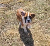 Maleficent , a female Boxer for sale in West Brookfield, MA – Photo 4 of 4