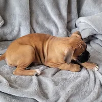 Turkey, a male Boxer for sale in West Brookfield, MA – Photo 7 of 8